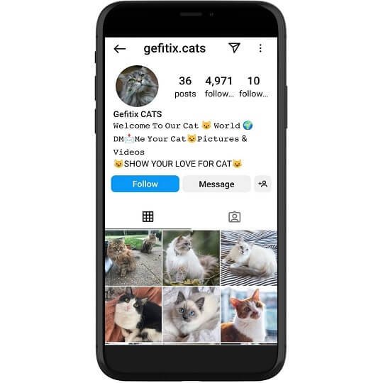 @gefitix.cats Instagram Account For Cats Lovers – 5K Followers